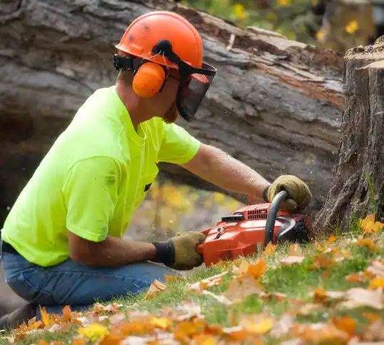 tree services Port Jefferson